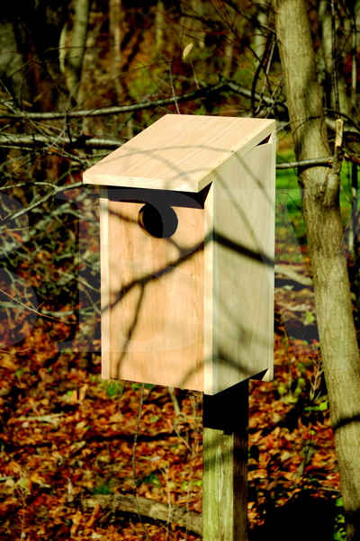 139A Wood Duck Joy Box.jpg